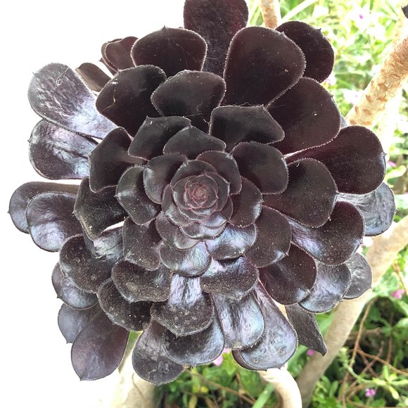 Meet your Posher. - Picture 1 of 1